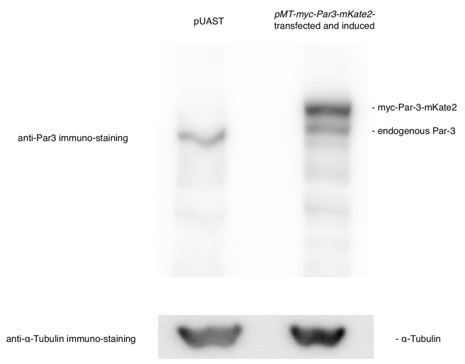 Figure 6—figure supplement 1.