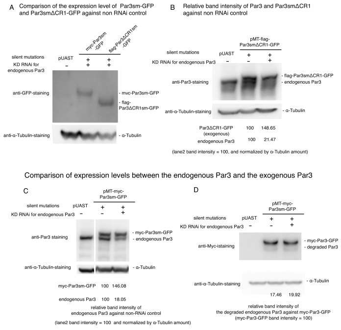 Figure 12—figure supplement 2.