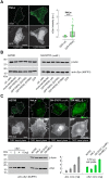 Figure 1—figure supplement 2.
