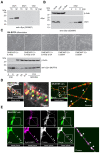 Figure 1—figure supplement 1.