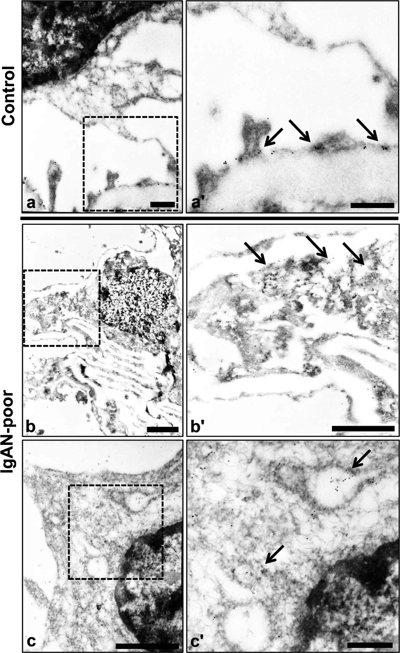 Fig. 5