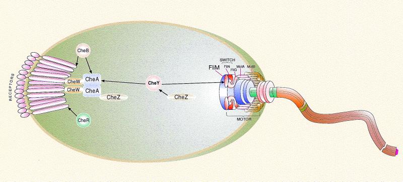 FIG. 1