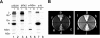 FIG. 7.