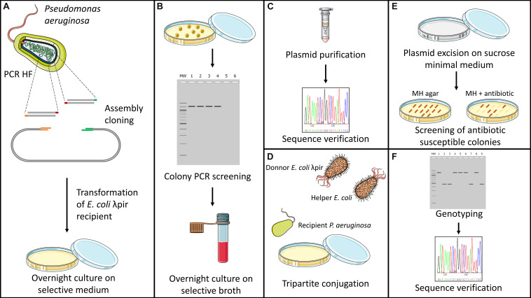 FIGURE 1