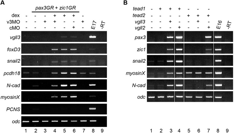 Fig. 6.