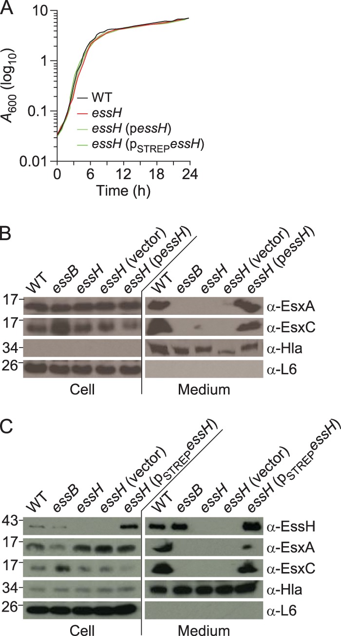 FIG 2