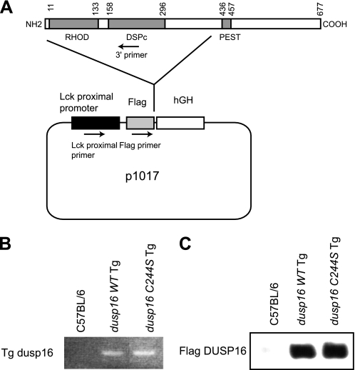 FIGURE 4.