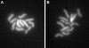 F<sc>igure</sc> 1.—