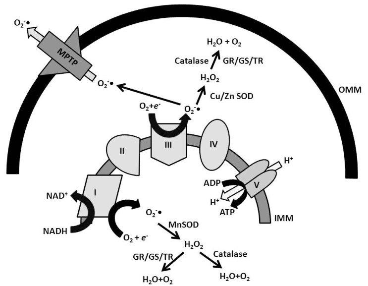 Fig. (1)