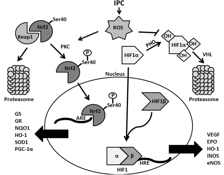 Fig. (4)