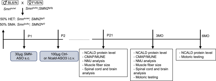 Figure 2