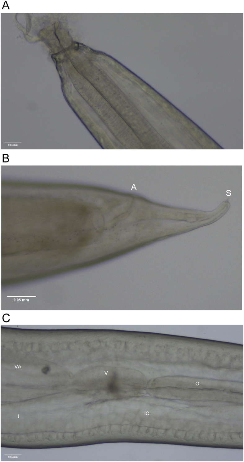 Fig. A.3