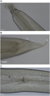 Fig. A.3