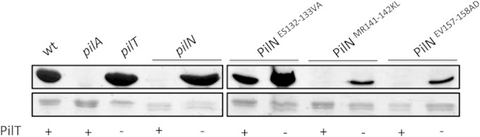 FIG 6