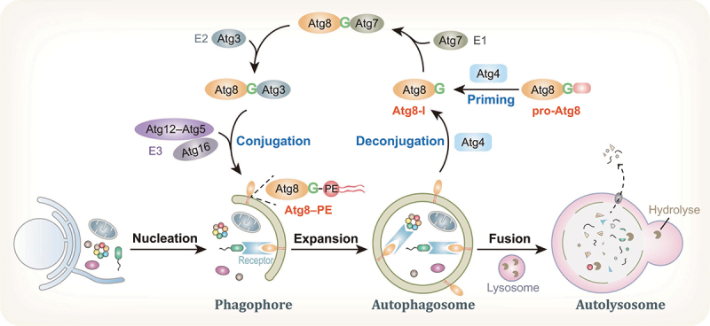 Figure 1.