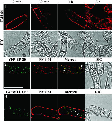 Figure 14.