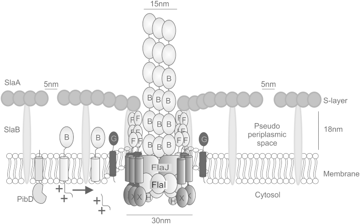 Figure 6