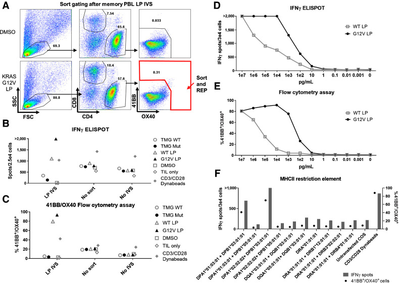 Figure 3. TCR discovered by PBL IVS. PBL were sorted into CD4 or CD8 memory and effector T cells and IVS with DCs loaded with RASG12V LP. After the stimulation period, T cells were restimulated with the same target cells. A, Flow cytometry assay dot plot showing the gating strategy in which CD4 cells were sorted for high expression of OX40 and 41BB surface markers following RASG12V LP IVS, with DMSO used as a negative control. B and C, The sorted cells were rapidly expanded (REP) following the IVS protocol (LP IVS), and were tested for reactivity against RAS by coculturing with DC transfected with WT/Mut TMG or loaded with RASG12V/RASWT LP or an equivalent amount of DMSO. Cells that were stimulated but did not sort (no sort) or unstimulated cells (no stimulation) were used as a control for the IVS. T cell only and with anti-CD28/CD3 beads used as negative and positive controls, respectively. After overnight coculturing, cells were analyzed for IFNγ ELISpot (B) and 41BB/OX40 (C) surface marker upregulation in the live/CD3+/CD4+ gated population by flow cytometry analysis. D and E, CD4 cells after RASG12V LP IVS (including one REP after sorting) were tested for avidity to RASG12V. The cells were cocultured with DCs loaded with RASG12V/RASWT LP at various concentrations. After overnight coculturing, cells were analyzed via IFNγ ELISpot (B) and 41BB/OX40 (C) surface marker upregulation in the live/CD3+/CD4+ gated population by flow cytometry analysis. F, The MHC-II restriction element recognized by 4360 CD4 PBL after RASG12V LP IVS was determined via IFNγ ELISpot (left axis and bars) and 41BB/OX40 flow cytometry assay (right axis and circles). The cells were cocultured with COS7 transfected with DNA plasmids containing the different combinations of the patient's MHC-II α and β chains and loaded with RASG12V LP.