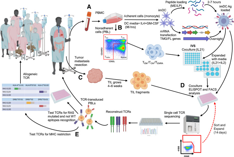 Figure 1. Identification and validation of RAS hotspot mutation–reactive T cells from cancer patients with RAS mutations. A, Patient apheresis is collected. The blood is separated into adherent cells that are used to generate immature DCs (imDC). The imDCs are loaded with short predicted ME or with LP or are transfected with mRNA of the FL gene of the specific RAS mutation or with TMG containing all the common (more than 0.5%) RAS mutations. These Ag-loaded DCs are used for activating and testing T cells in all stages. B, Nonadherent cells (PBLs) are sorted into CD4 or CD8 T (CD3), central/effector memory (TCM/TEM), or effector (TEMRA) cells (excluding naïve T cells) by using CD45RO and CD62L. This subset is used for IVS with RAS Ag-loaded DCs by coculture for 3 days with IL21 and then expanded with media containing IL21+IL2 every 2 days. Cells are restimulated and sorted for high expression of 41BB/OX40 and rapidly expanded (REP) for another 14 days. C, Tumor metastases are resected and cut into 24 fragments. TILs collected from each fragment are expanded in media containing IL2 until there are enough cells for testing (usually about 4–6 weeks). D, T cells are tested for reactivity to RAS mutations by IFNγ ELISpot, and 41BB/OX40 flow cytometry assays. The positive cultures are sorted to enrich the RAS reactive cells and then single cells are sequenced. The TCRs are reconstructed (iTCR) using mouse constant TCR elements to enhance the iTCR α/β pairing. The iTCR are transduced into autologous/healthy donor PBLs and tested for specific RAS-mutated and WT reactivity. Specific RAS-mutated TCRs with good avidity could then be used to treat the patient (as neoantigen treatment). E, After identifying the MHC restriction, the TCR could potentially be used to treat other patients having the same RAS mutation and MHC. All TCRs are saved in a library as prepared GMP vectors.