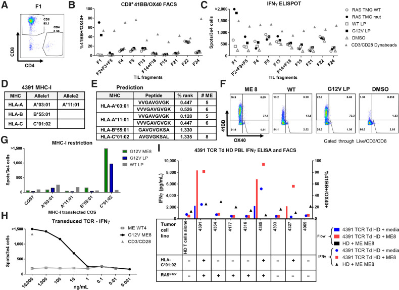 Figure 2. TCR-recognized RASG12V hotspot mutation discovered by TIL screening. TIL fragments were screened for reactivity against autologous DCs transfected with RAS TMG (WT/Mutated) or loaded with 24-mer long peptide (RASG12V/RASWT). Coculture with DCs loaded with DMSO was used as a negative control. Anti-CD28/CD3 beads were used as a positive control. A, Most fragments, after gating on the live/CD3+ cells and including fragment 1 (F1), primarily contained CD8+ cells. Fragment reactivity tested in flow cytometry assays measured upregulation of 41BB+ and OX40+ (B) or by IFN-γ ELISpot (C). D, Table containing the patient 4391 MHC-I restriction elements. E, Table with the best-predicted RASG12V minimal epitopes (low % rank) to bind to the patient MHCs by the NetMHC 4.0. F, To determine which ME is recognized by TIL F1, cells were cocultured with autologous DC preloaded with RASG12V ME8, with LP (RASG12V/RASWT), or with DMSO at an equivalent concentration. Reactivity was determined by upregulation of 41BB and OX40 surface markers in live/CD3+/CD8+ by flow cytometry. G, For testing the MHC-I restriction element, TIL F1 were cocultured with COS7 cells pretransfected with patient's class I HLA DNA plasmids and loaded with LP (RASG12V/RASWT) or ME8. Reactivity was determined by IFNγ ELISpot. One TCR was identified from patient 4391 TIL fragment F1 after single-cell sequencing. This TCR was virally transduced to healthy donor (HD) PBLs. H, The TCR avidity was tested in the transduced cells by coculture with DCs loaded with different concentrations of RASG12V/RASWT 9-mer ME8 or the equivalent WT sequence WT4. The cells were tested via IFNγ ELISpot, with anti-CD28/CD3 beads used as a positive control. I, The TCR specificity and tumor recognition tested by coculturing the TCR-transduced HD cells with different TC lines with or without (±) RASG12V and HLA-C*01:02. TC lines were loaded with RASG12V ME8, or not peptide-loaded (media). Unloaded TC lines expressed their native peptidomes (including RASG12V). The reactivity was tested by IFNγ ELISA and by flow cytometry assay for 41BB/OX40 surface marker upregulation in live/CD3+/mTCR+/CD8+ cells. Untransduced HD loaded with ME8 was used as a negative control.