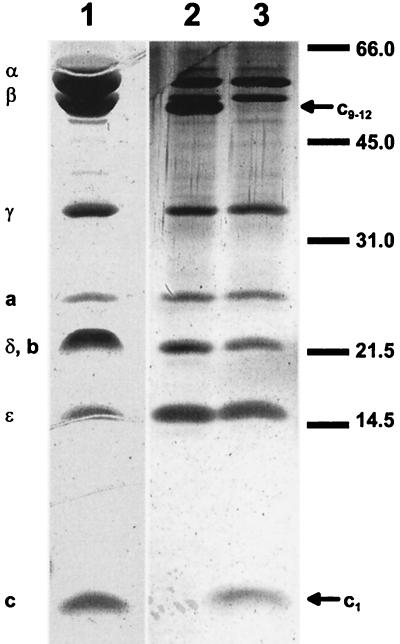 FIG. 1