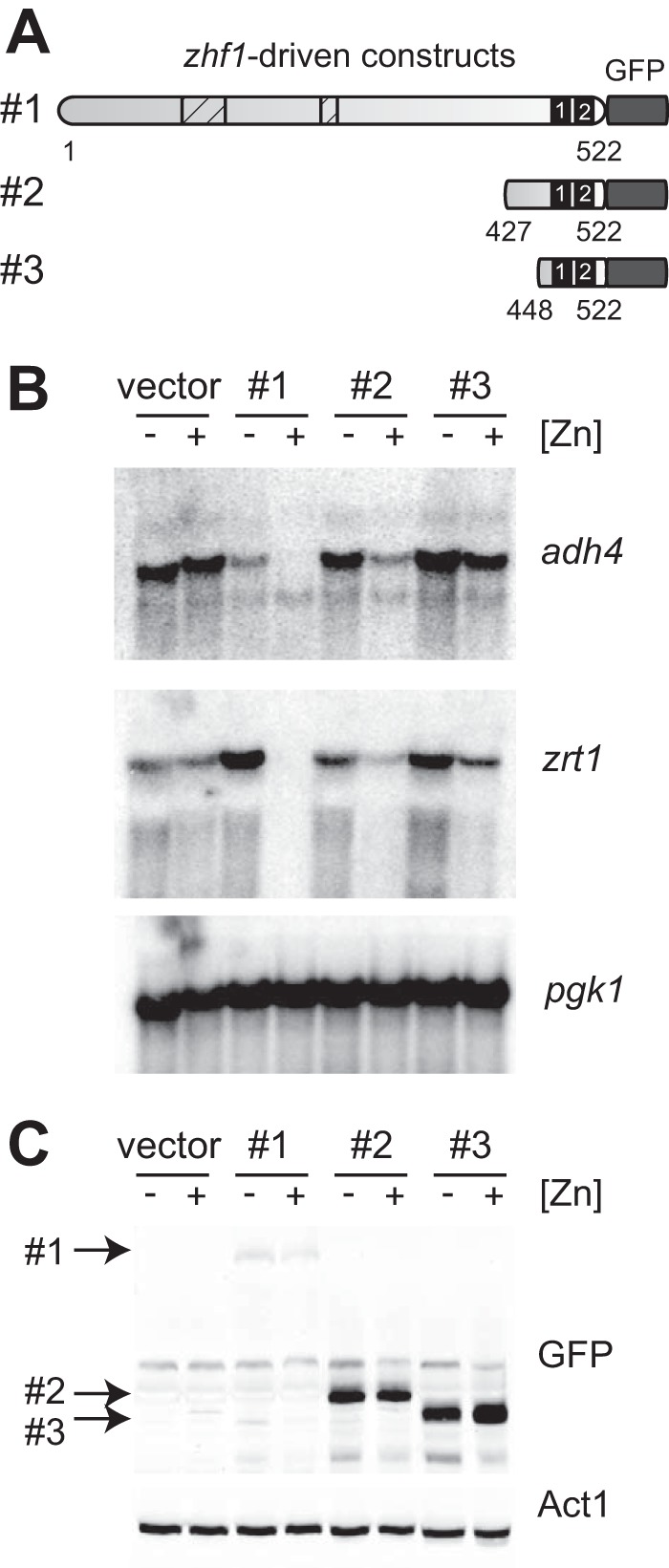 FIGURE 6.