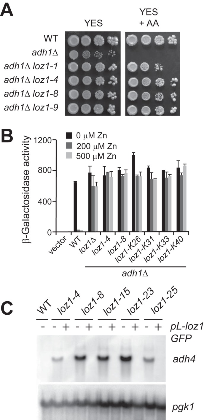 FIGURE 2.