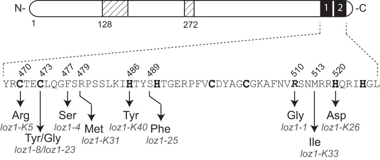 FIGURE 3.