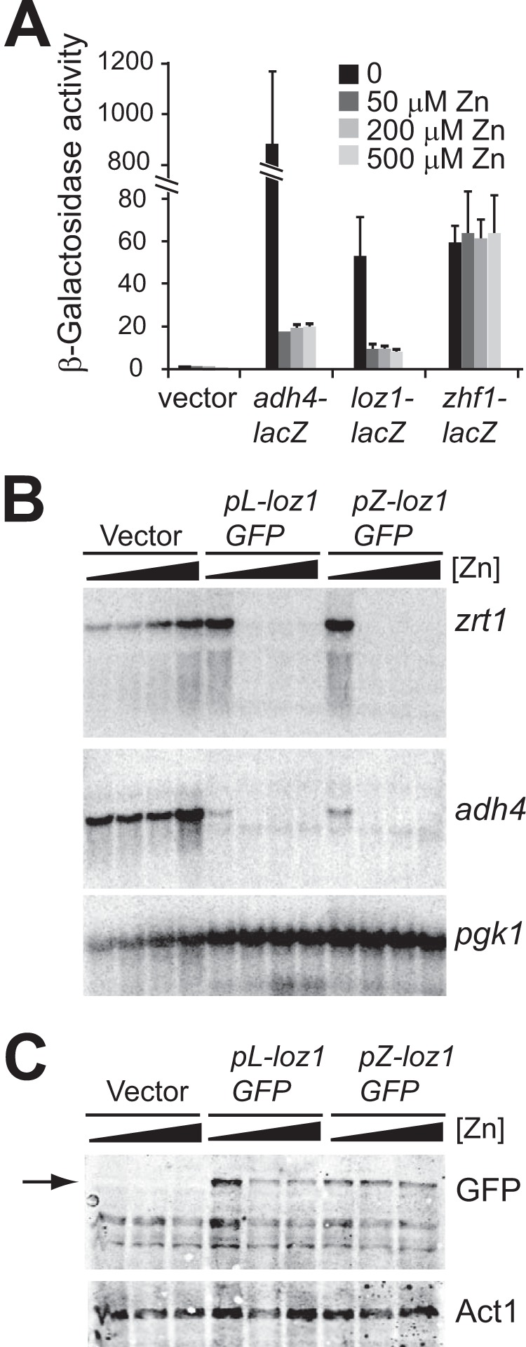 FIGURE 1.