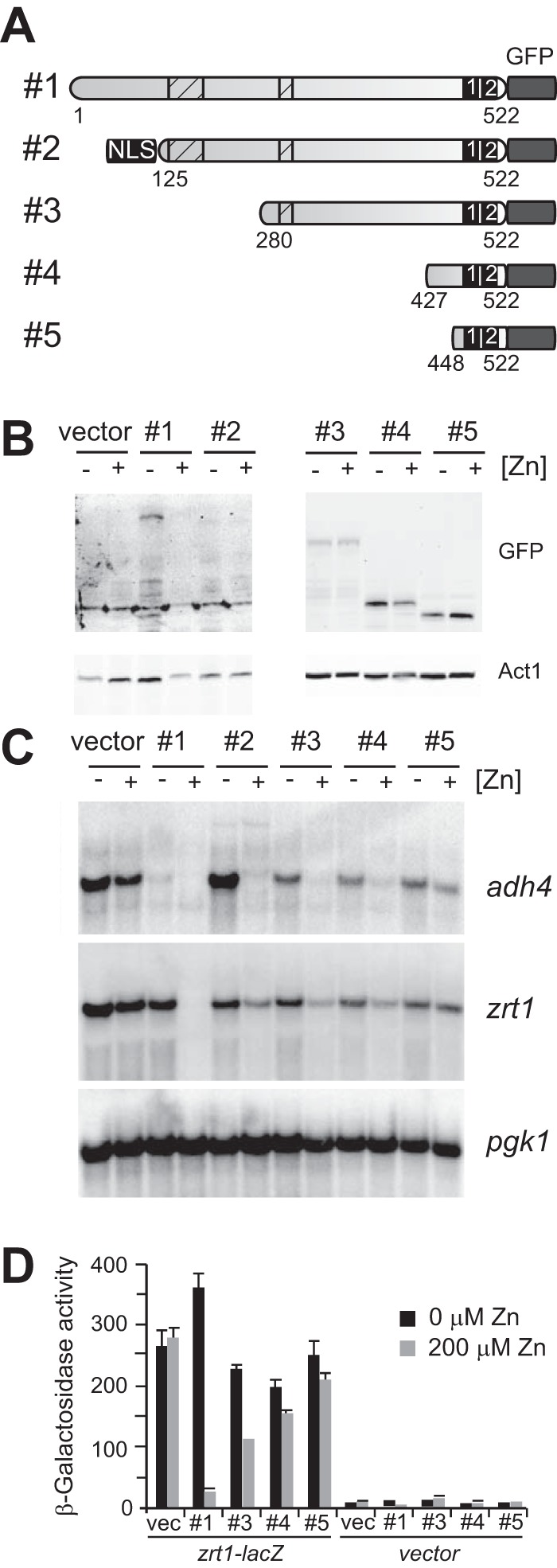 FIGURE 5.