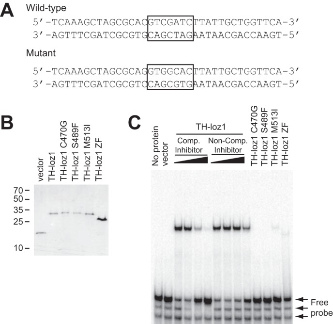 FIGURE 4.