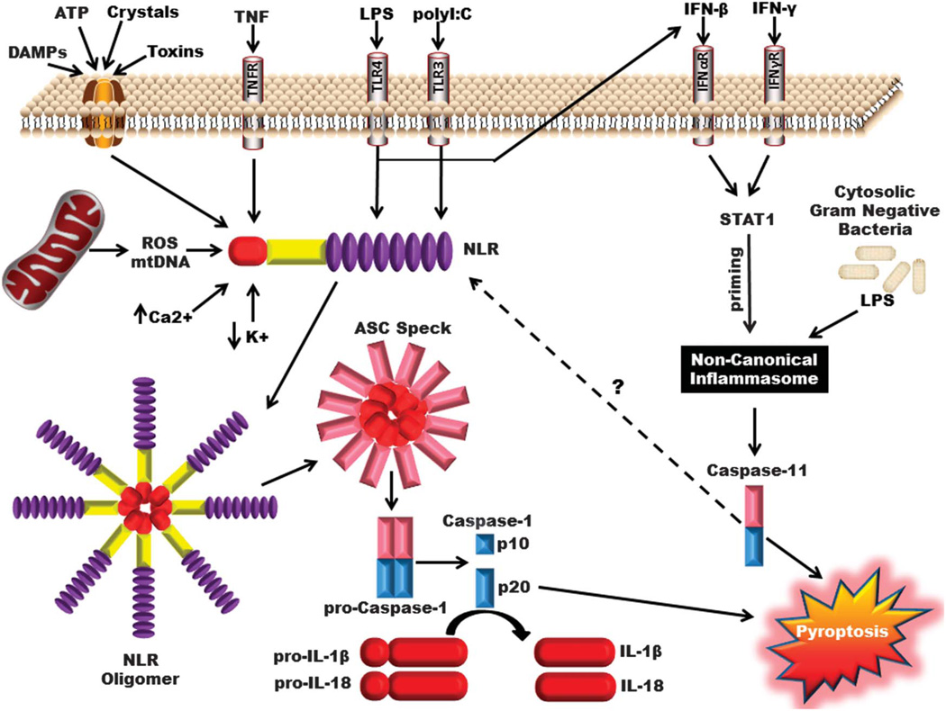 FIGURE 1