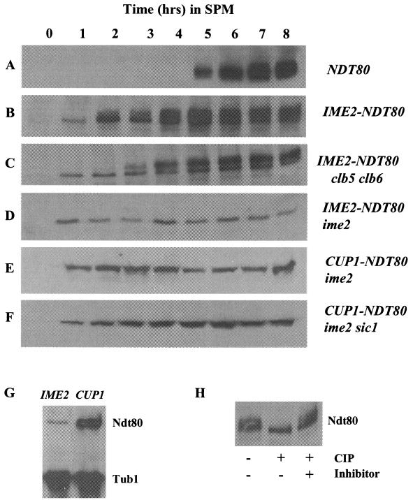 FIG. 1.