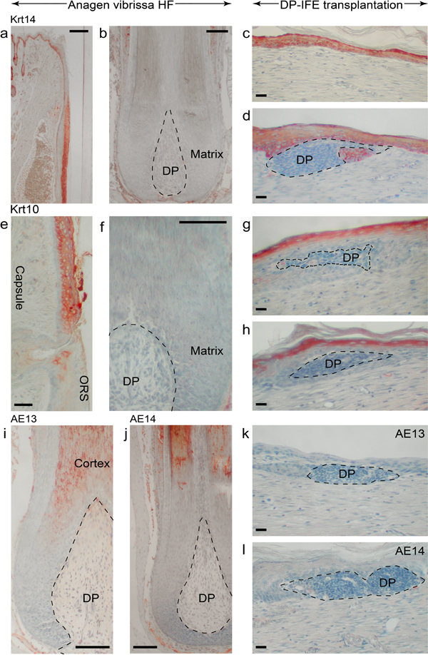 Figure 4: