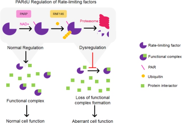 graphic file with name nihms-1528870-f0001.jpg