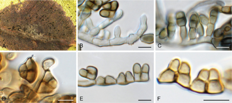 Fig. 43.