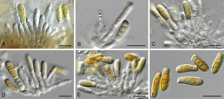 Fig. 25.