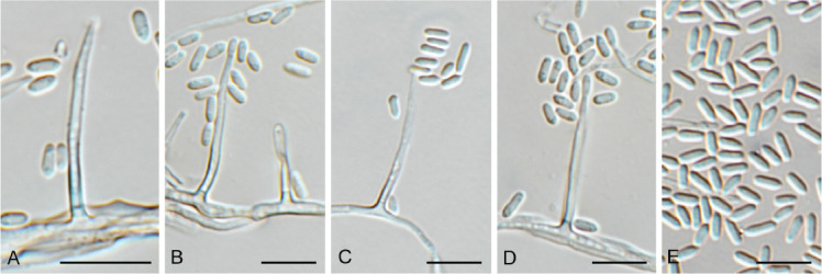 Fig. 40.