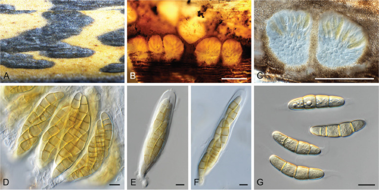 Fig. 63.