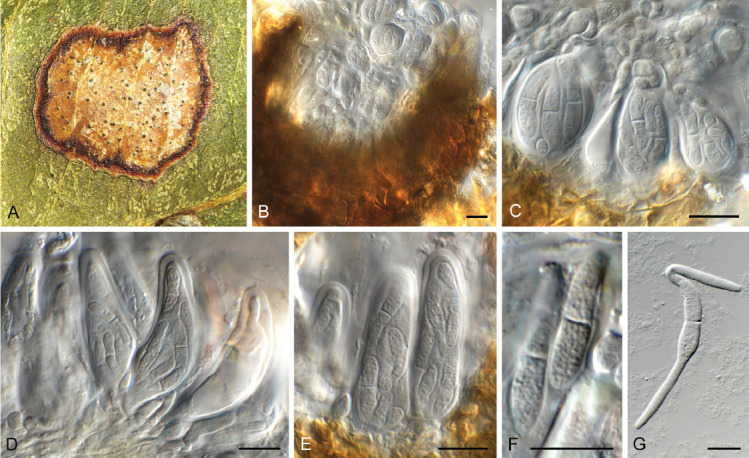 Fig. 33.