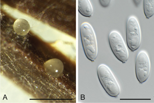 Fig. 53.