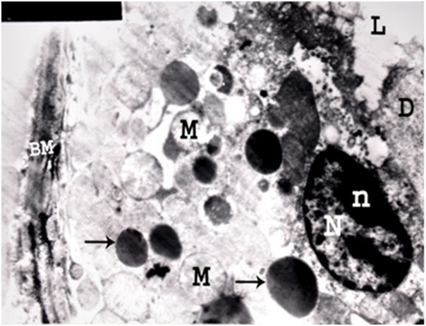 Figure 24