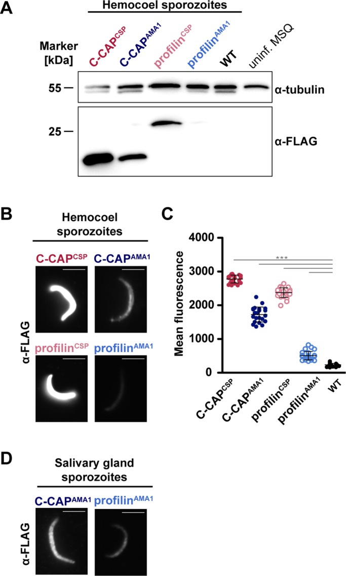 FIGURE 4: