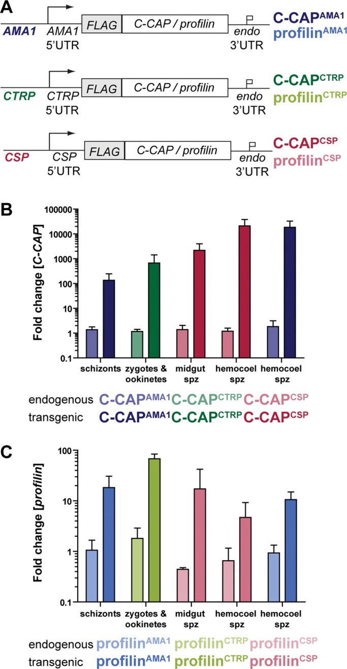 FIGURE 1: