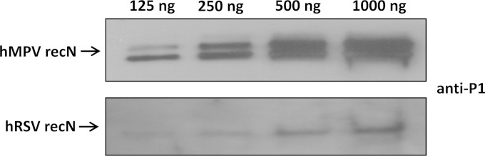 FIG 6