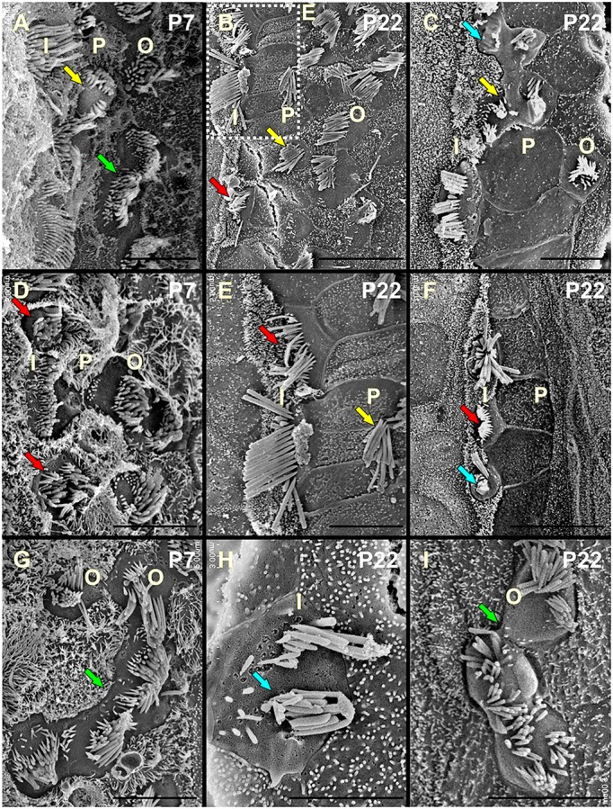 Fig. 7.