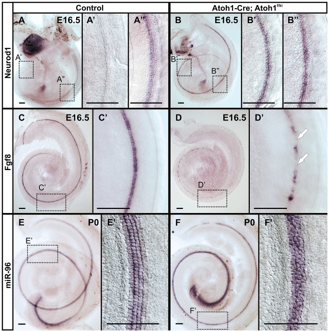 Fig. 8.