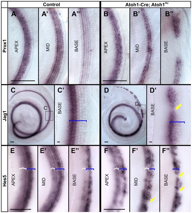 Fig. 10.