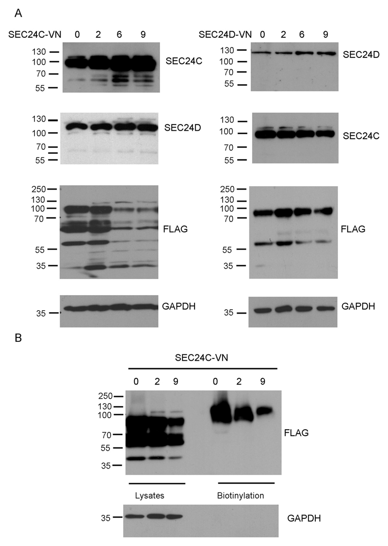 Fig. 5