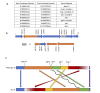 Figure 1. <b>Chromosome III in the <i>qC1</i> balancer</b>